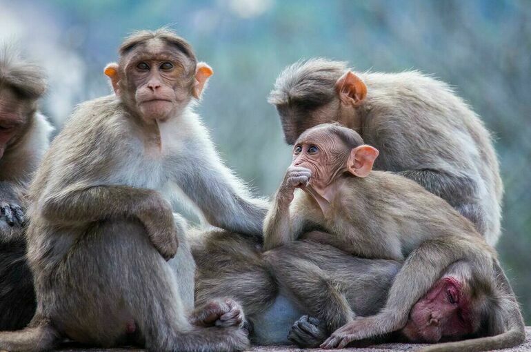 ВОЗ: Случаи заболевания оспой обезьян выявлены в 11 странах