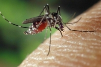 Биолог: Комары появятся в России позднее, чем обычно
