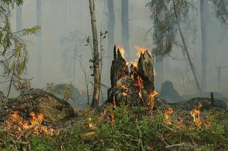 Штрафы за нарушение правил пожарной безопасности в лесах повысили