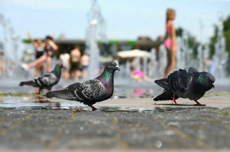 Синоптик: Теплое лето компенсирует холодную весну 