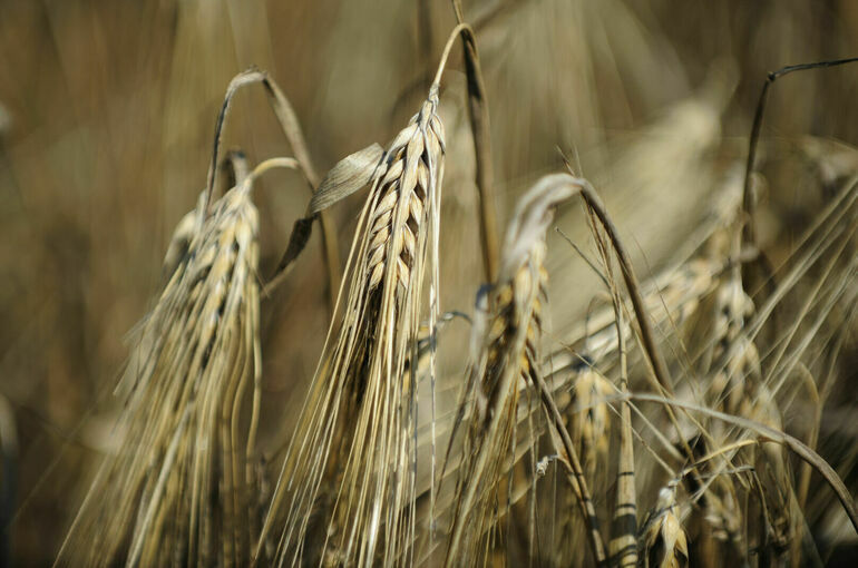 СМИ: Россия, Украина Турция и ООН составили план вывоза украинского зерна