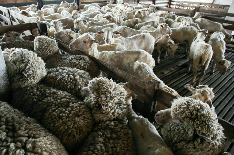 Сколько овечек должно быть у кавказской семьи 