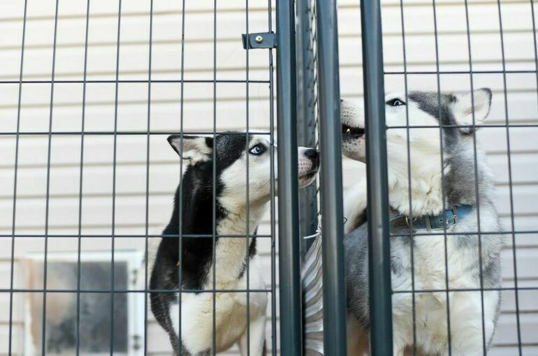Госдума приняла закон о строительстве приютов для животных с участием инвесторов