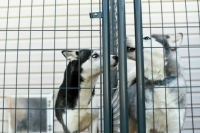 Госдума приняла закон о строительстве приютов для животных с участием инвесторов