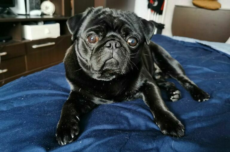 Бурматов: Поправки о регистрации животных могут вступить в силу с сентября 2023 года