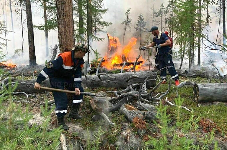 МЧС: С начала года в России произошло 5762 лесных пожара
