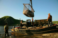 Японию лишат квоты на вылов рыбы у Курильских островов за неуплату