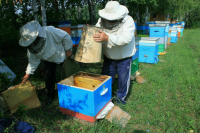 Самозанятых пчеловодов хотят включать в реестр производителей органической продукции