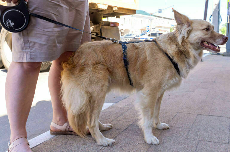 В Подмосковье рассмотрят законопроект об обязательной регистрации питомцев