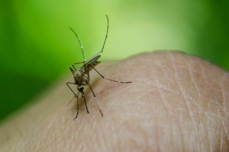 Аллерголог рассказала, кого чаще всего кусают комары