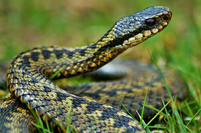 Врач рассказал, что делать после укуса гадюки