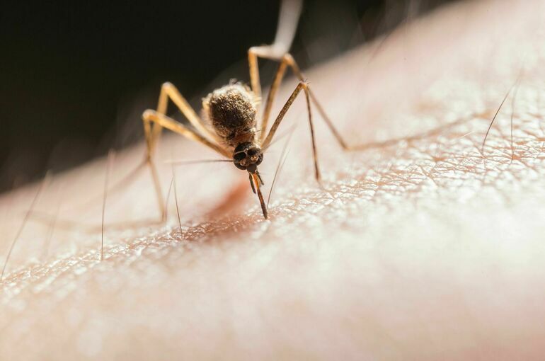 В Роспотребнадзоре рассказали, как защититься от укусов комаров