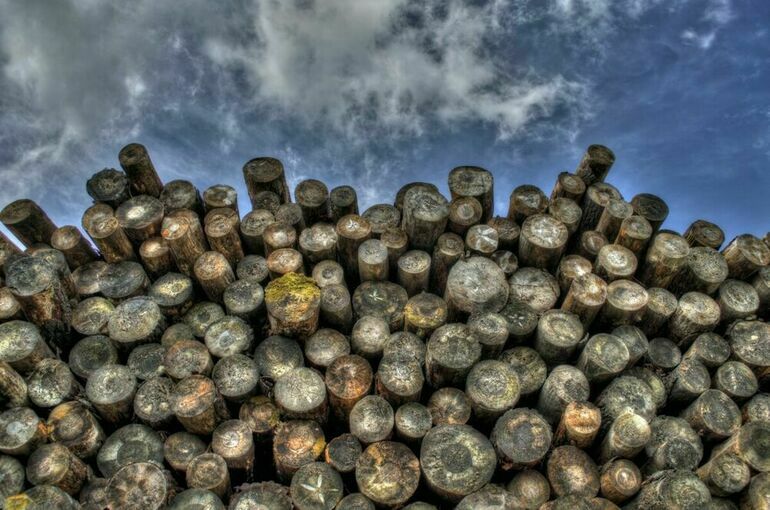 Изъятую у черных лесорубов древесину собираются продавать быстрее