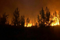 В Португалии ввели режим ЧС из-за пожаров в лесах