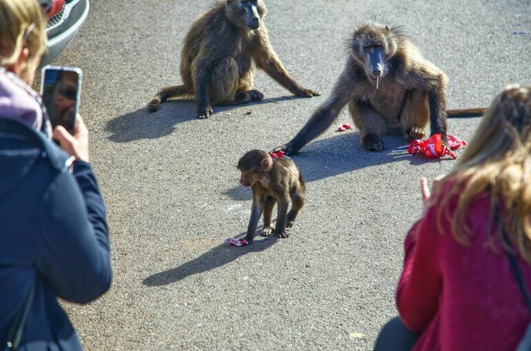 Вирусолог: Заразность оспы обезьян снижается по мере передачи от человека к человеку