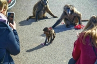 Вирусолог: Заразность оспы обезьян снижается по мере передачи от человека к человеку
