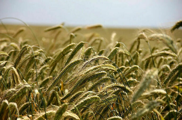 В Запорожской области сообщили о поджогах Киевом полей с пшеницей