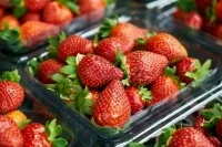 Кубанские фермеры смогут получать госсубсидии на выращивание ягод в теплицах