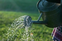 Как правильно поливать огород в жару