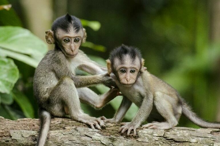 ВОЗ: Число случаев заболевания оспой обезьян выросло почти до 14 тысяч