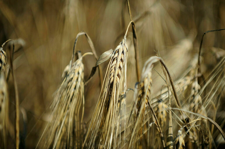 В России собрано более 30 миллионов тонн зерна