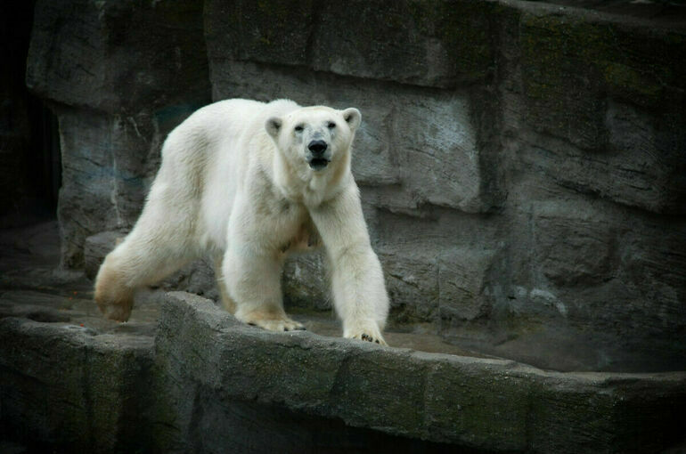 В Красноярском крае спасли белого медведя с застрявшей в пасти банкой