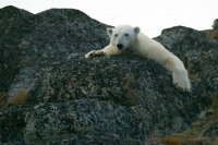 Стали известны подробности спасения белой медведицы в Красноярском крае