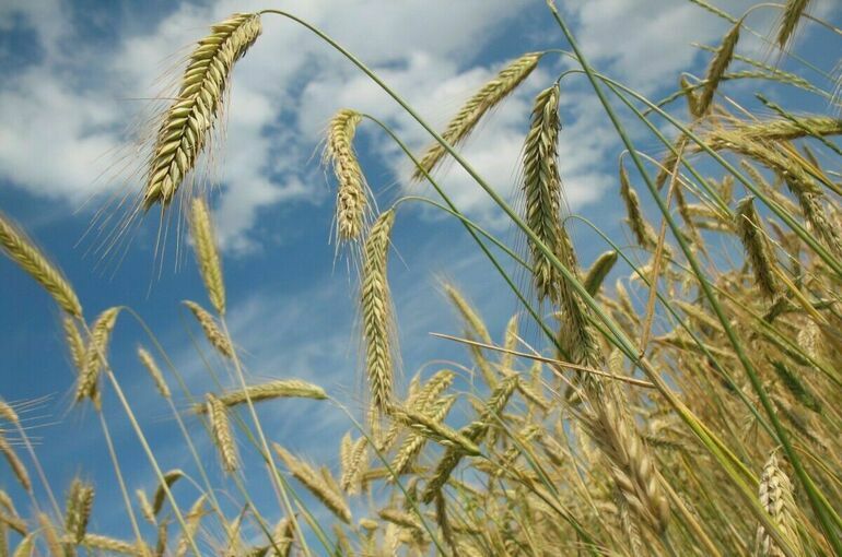 Украина подписала соглашение по вывозу зерна с Турцией и ООН