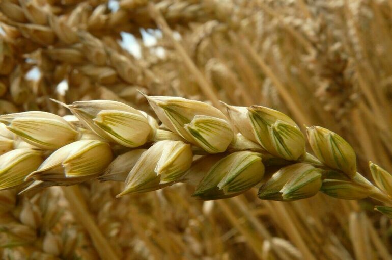 Россия подписала соглашение по вывозу зерна с Украины с Турцией и ООН