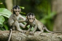 ВОЗ объявила вспышку оспы обезьян чрезвычайной ситуацией мирового значения