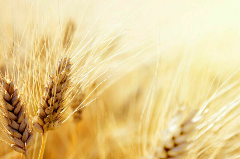 СМИ: Египет расторг контракты на покупку 240 тысяч тонн пшеницы с Украины