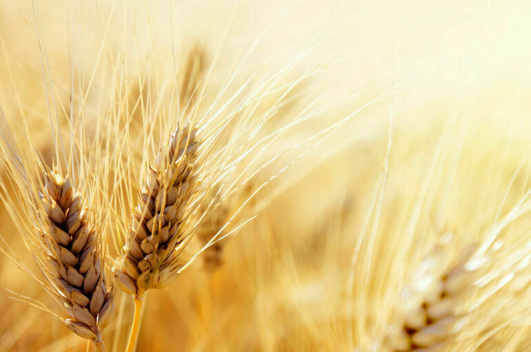 В Турции заявили, что вывоз зерна с Украины может начаться 1 августа