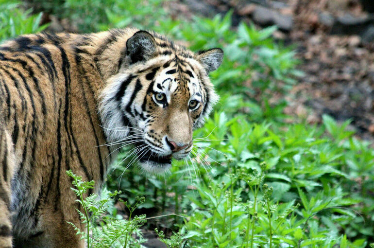 В России может появиться национальный парк для амурских тигров