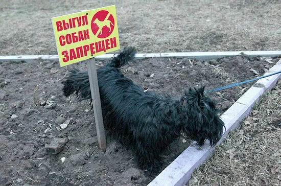За что могут наказать владельца животного