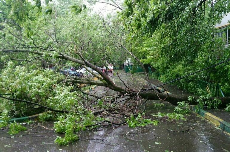 В Петербурге устраняют последствия урагана