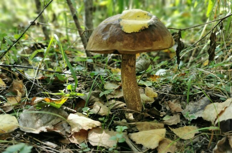 В МЧС рассказали, сколько человек заблудилось в лесах Подмосковья с 2022 года