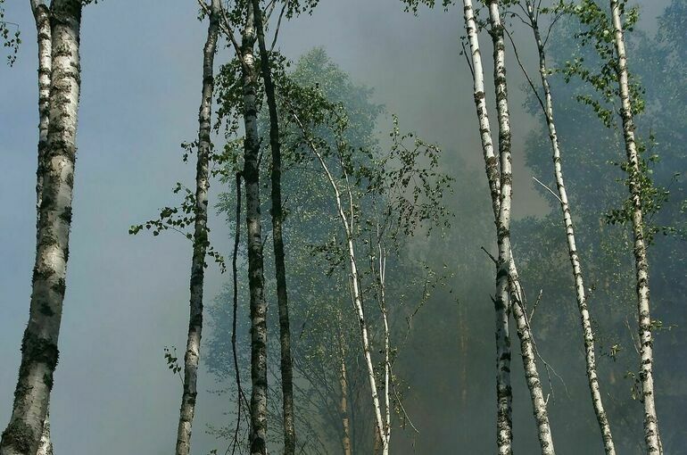 Рослесхоз заявил, что в Рязанской области скрывали реальные масштабы пожаров