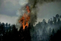 Лесной пожар в Рязанской области может перейти в верховой