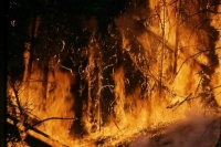 В Рязанской области локализовали верховой пожар