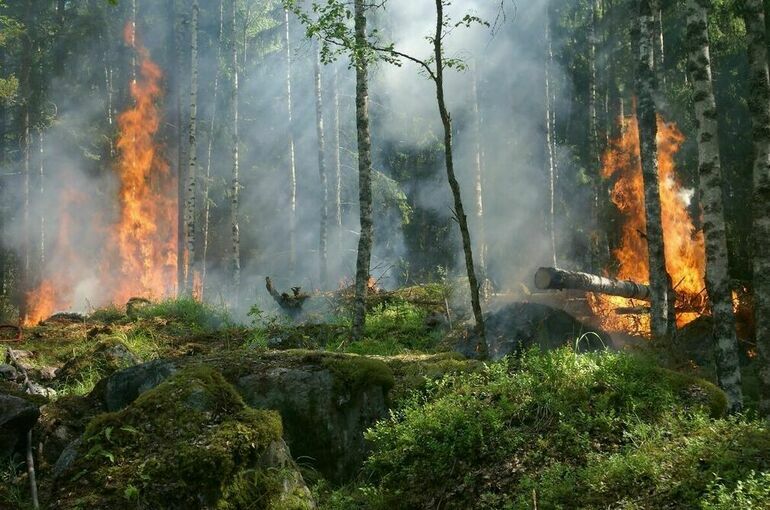 Лесные пожары в Рязанской области тушат 7 самолетов и 10 вертолетов