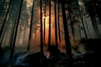 Площадь пожаров в Рязанской области превысила 180 гектаров