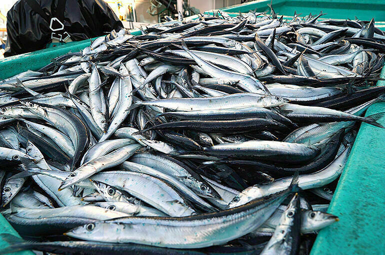 Промысел сайры в этом году в России может не состояться