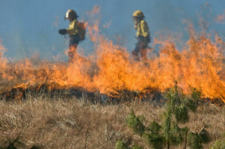 Минсельхоз предложил обязать владельцев земли тушить пожары