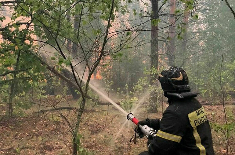 У МЧС есть данные о поджогах в лесах Рязанской области