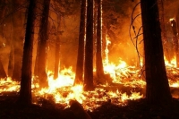 В Ухте из-за лесных пожаров введен режим ЧС