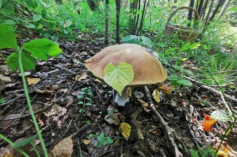 В России предложили официально праздновать День грибника