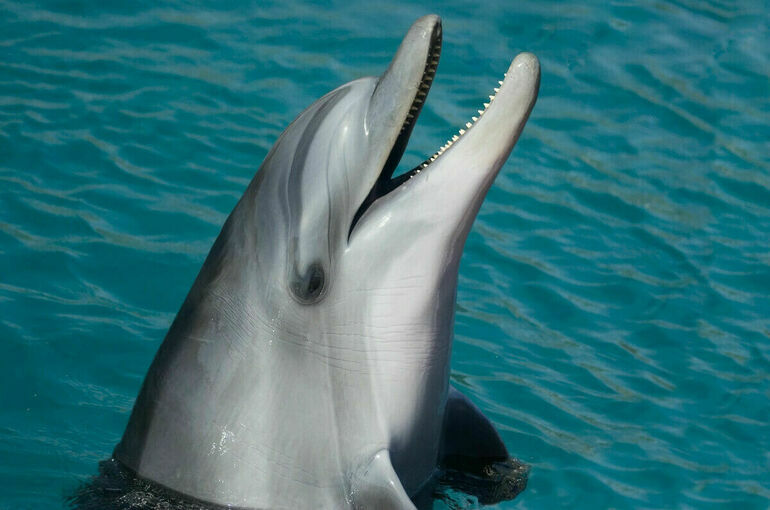 Законопроект о запрете вылова китов в культурно-просветительских целях направят в кабмин