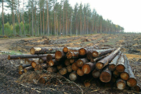 В КПРФ предложили ввести штрафы за рубку и уничтожение краснокнижных деревьев