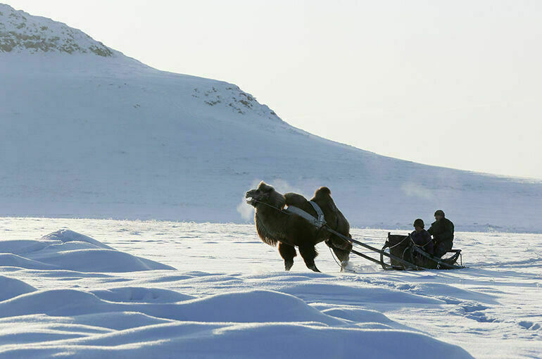 Для развития возобновляемой энергетики в Арктике предложили использовать верблюдов