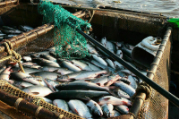 Кабмин призвали согласовать поправки о рыболовных квотах с регионами